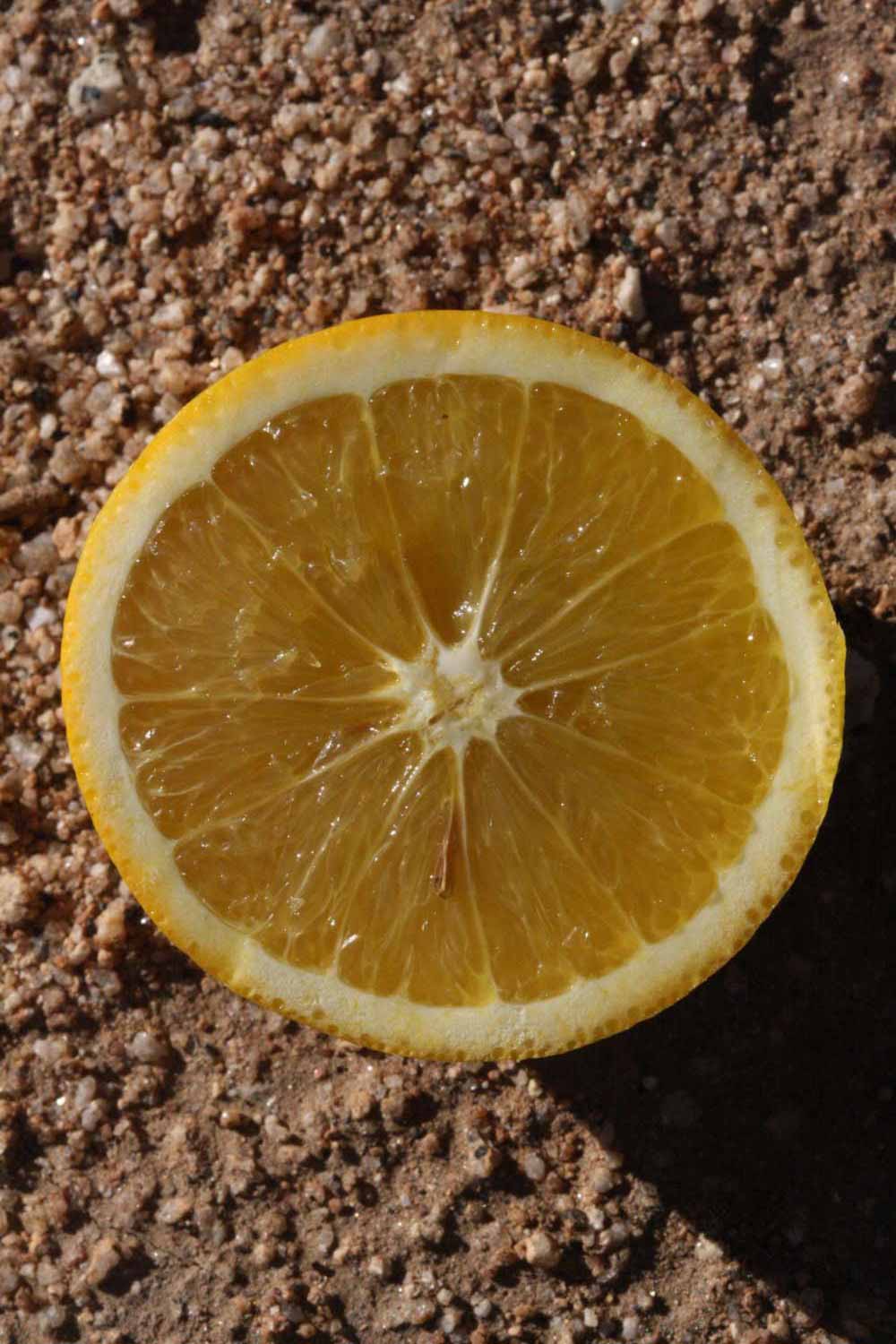              Fruit cross-section (Sanguina Doblefina, Riverside, CA)       